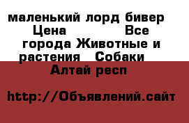 маленький лорд бивер › Цена ­ 10 000 - Все города Животные и растения » Собаки   . Алтай респ.